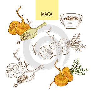 Maca. Tuber. Powder. Sketch. Set. Color and monochrome drawing.