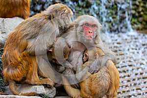 Macac Mother Huddles Babies Together