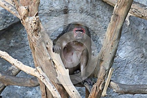 Macaca arctoides. Female bear macaque looks closely