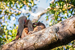 Macaca arctoides raising children on trees