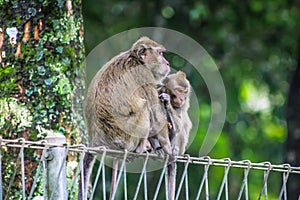 Macaca fascicularis