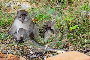 Macaca fascicularis photo