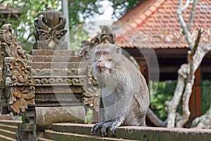 Macaca Fascicularis, Balinese long tailed Monkey photo