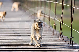 Macaca fascicularis, Crab-eating macaque sitting on wooden Suspension bridge