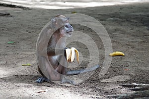 Macaca fascicularis. The Javanese mama eats a yellow ripe banana