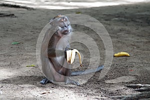 Macaca fascicularis. The Javanese mama eats a yellow ripe banana