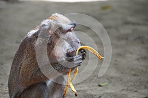 Macaca fascicularis. The Javanese mama eats a yellow ripe banana