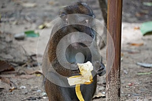 Macaca fascicularis. The Javanese mama eats a yellow ripe banana