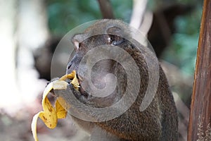 Macaca fascicularis. The Javanese mama eats a yellow ripe banana