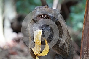 Macaca fascicularis. The Javanese mama eats a yellow ripe banana