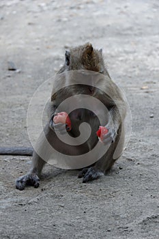 Macaca fascicularis long-tailed macaque