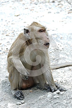 Macaca fascicularis long-tailed macaque