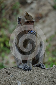 Macaca fascicularis long-tailed macaque