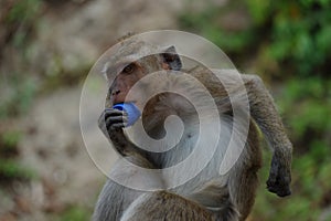 Macaca fascicularis long-tailed macaque