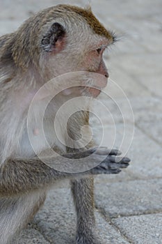 Macaca fascicularis long-tailed macaque