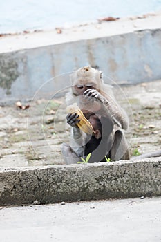 Macaca fascicularis long-tailed macaque