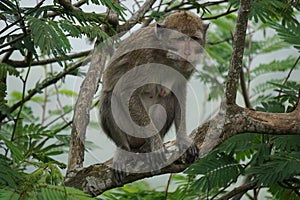 Macaca fascicularis (long-tailed macaque, crab-eating monkey) on the tree.