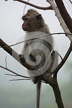 (makak opice) na strom 