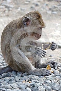 Macaca fascicularis long-tailed macaqueMacaca fascicularis