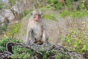 Macaca fascicularis. Macaques-a crab-eater among the coastal greenery