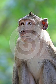 Macaca fascicularis. A male macaque monkey the crab in the Kingdom of Thailand