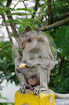 Macaca fascicularis (Monyet kra, monyet ekor panjang, long-tailed macaque, crab-eating monkey) on the tree.