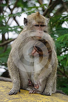 Macaca fascicularis (Monyet kra, monyet ekor panjang, long-tailed macaque, crab-eating monkey) on the tree.