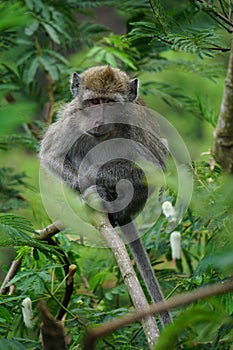 Macaca fascicularis (Monyet kra, monyet ekor panjang, long-tailed macaque, crab-eating monkey) on the tree.