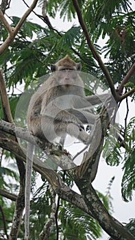 Macaca fascicularis (Monyet kra, monyet ekor panjang, long-tailed macaque, crab-eating monkey) on the tree.