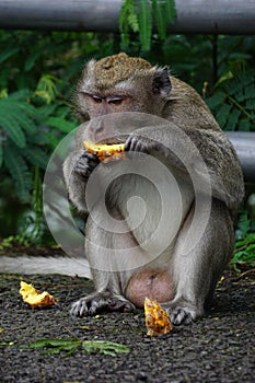 Macaca fascicularis (Monyet kra, monyet ekor panjang, long-tailed macaque, crab-eating monkey) on the tree.