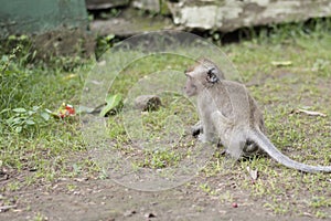 Macaca fascicularis Native Southeast Asia however