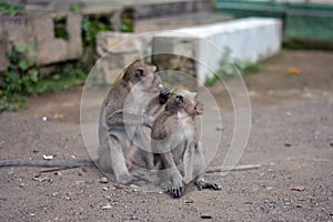 Macaca fascicularis Native Southeast Asia however