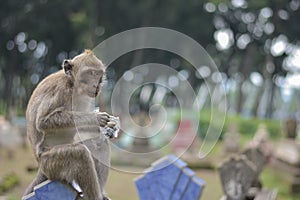 Macaca fascicularis Native Southeast Asia however