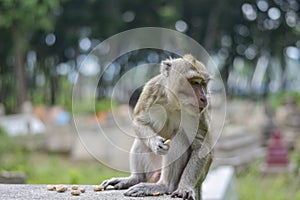 Macaca fascicularis Native Southeast Asia however