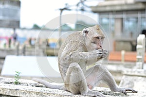 Macaca fascicularis Native Southeast Asia however