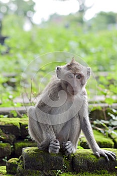 Macaca fascicularis Native Southeast Asia however