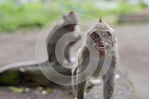 Macaca fascicularis Native Southeast Asia however