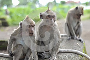 Macaca fascicularis Native Southeast Asia however