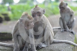 Macaca fascicularis Native Southeast Asia however