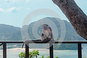 Macaca fascicularis sitting on a fenc with Koh Phi Phi Don island in the background.