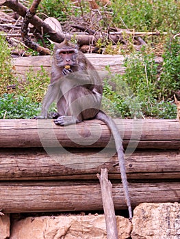 Macaca fascicularis sitting on a log in the grass