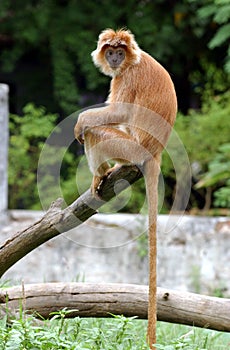 Macaca fascicularis photo