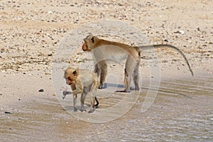 Macaca fascicularis. Two crab monkeys on the beach eating fish