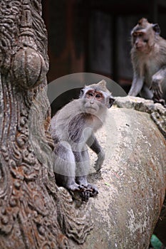 Macaca fascicularis in Ubud Monkey Forest, Bali, Indonesia