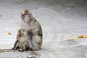 Macaca fuscata grey japanese monkey