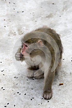 Macaca fuscata grey japanese monkey photo