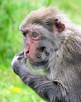 Macaca irus, commonly called the Java Monkey, Crab-eating Macaque, Cynomolgus Monkey, Longtail Monkey, etc.