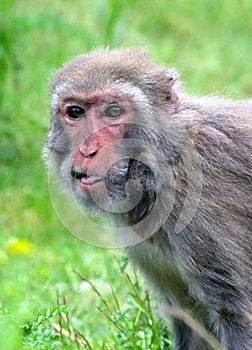 Macaca irus, commonly called the Java Monkey, Crab-eating Macaque, Cynomolgus Monkey, Longtail Monkey, etc.