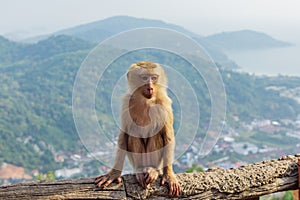 Macaca leonina Northern Pig-tailed Macaque sitting on the wooden branch. Thailand