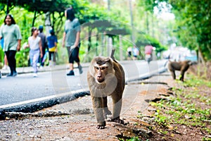 Macaca leonina walking in the park. People. Animal